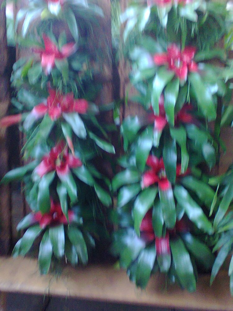 Projetos para Paisagismo e Jardinagem