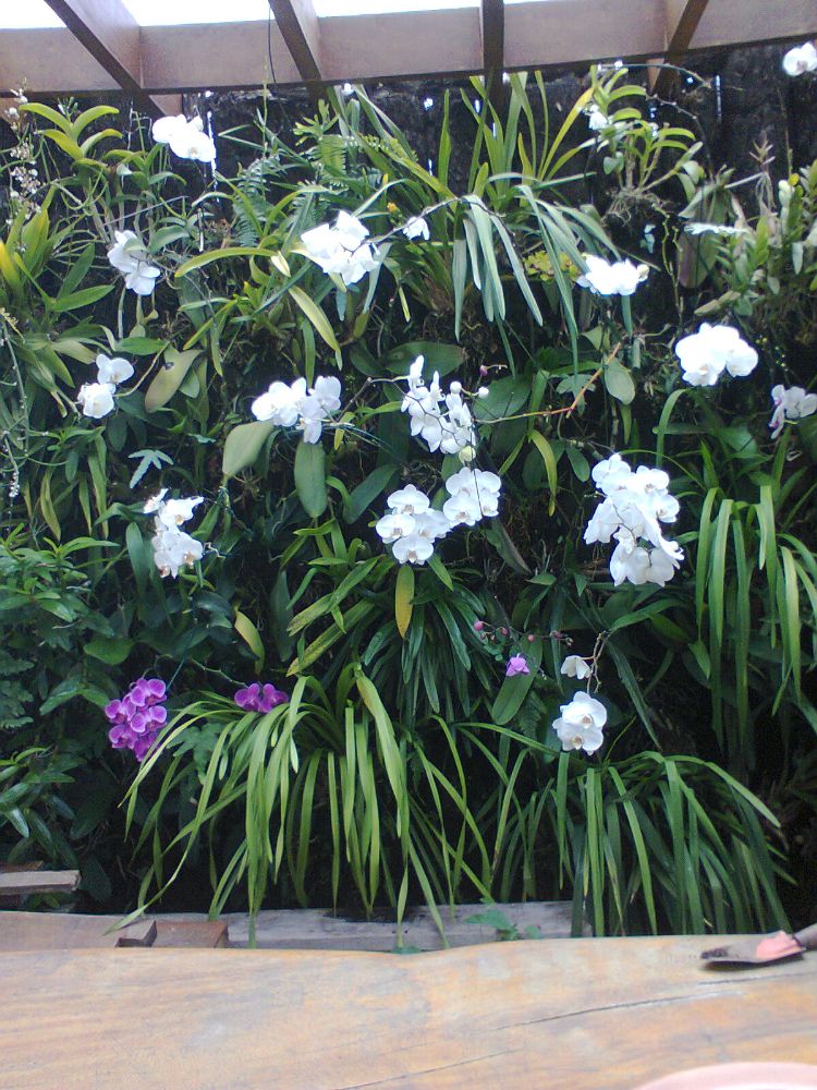 Paisagismo e Jardinagem