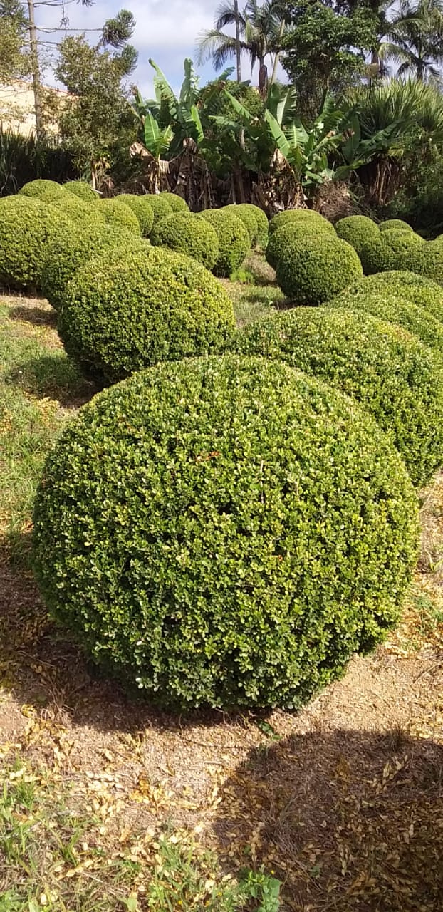 Jardinagem e Paisagismo
