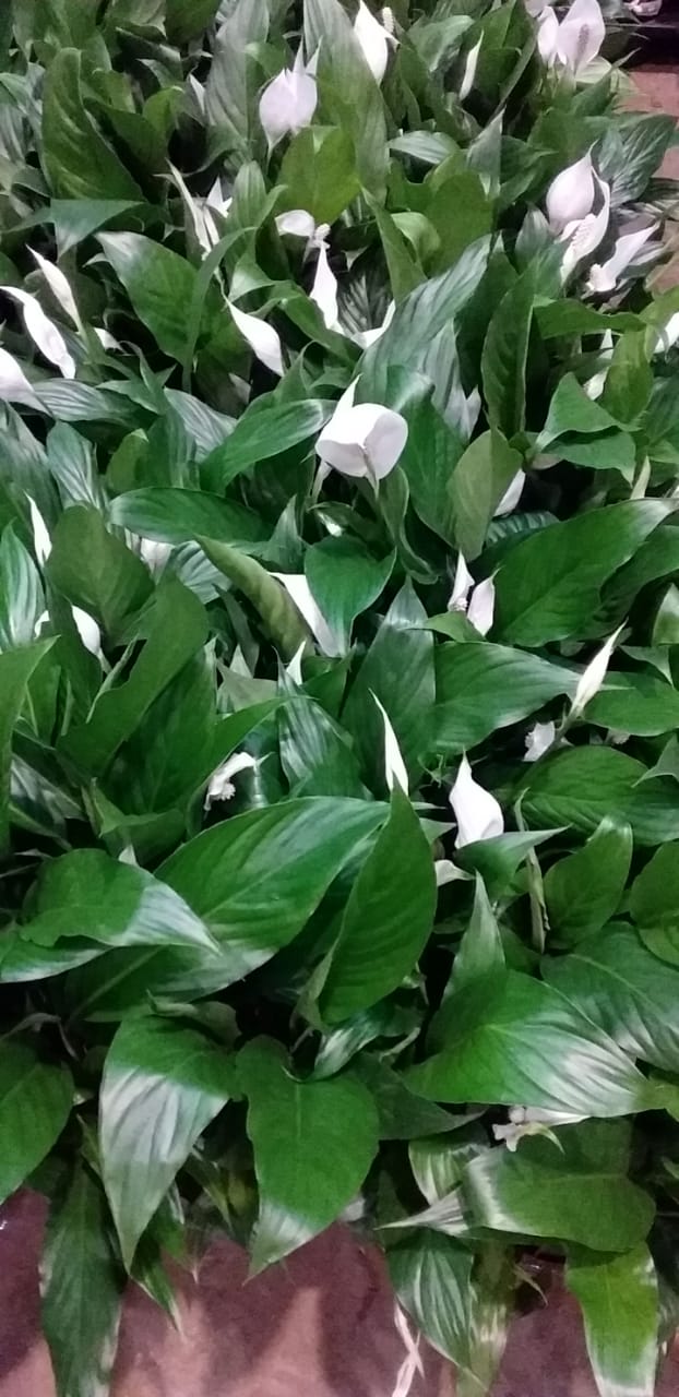Plantas para Jardim
