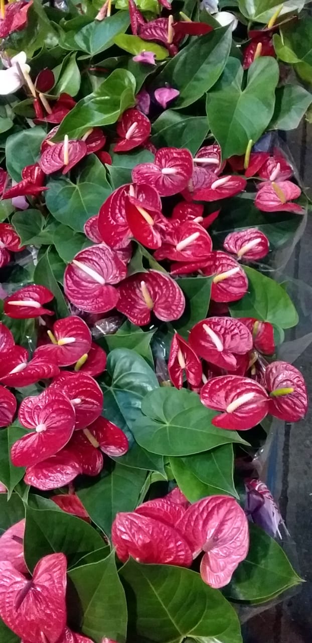 Plantas para Jardim