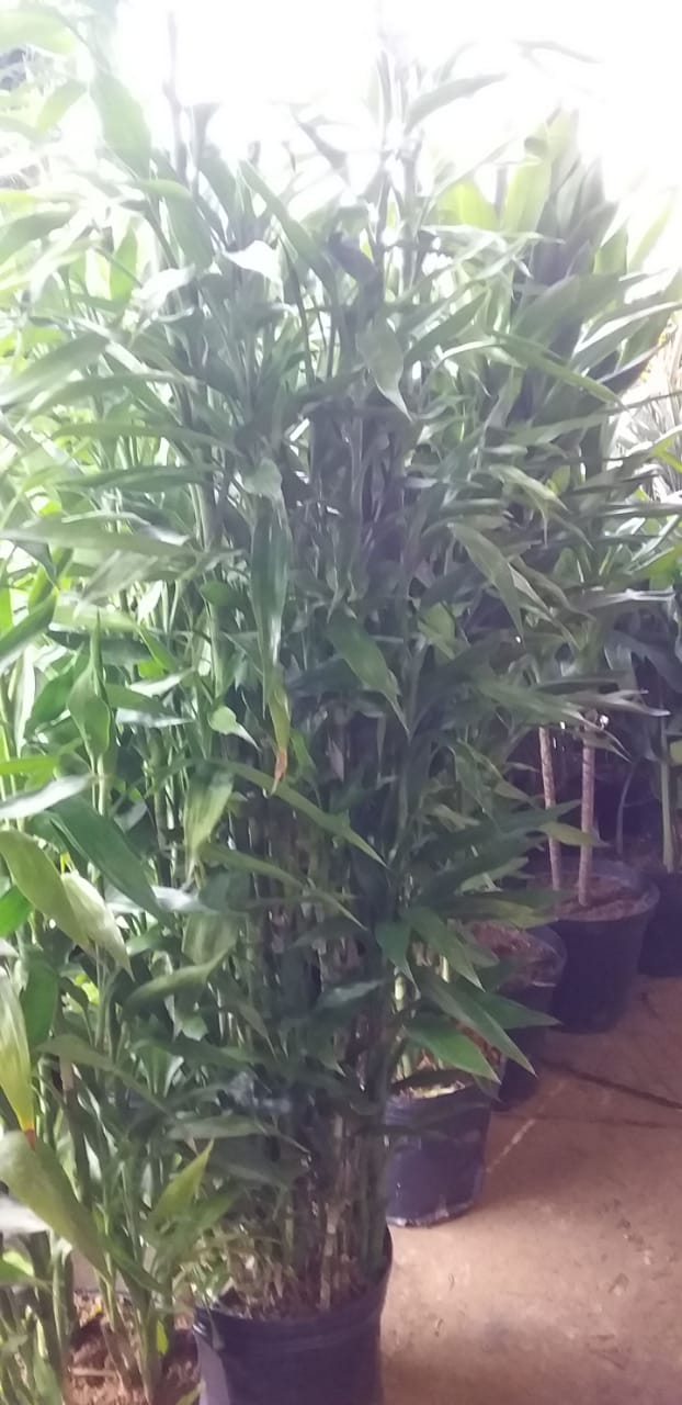 Plantas para Jardim