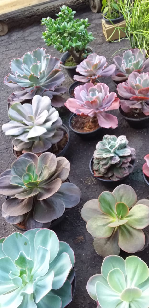 Plantas para Jardim