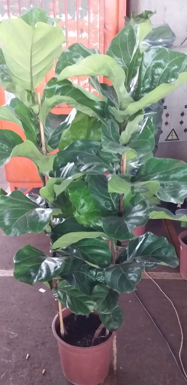 Plantas para Jardim
